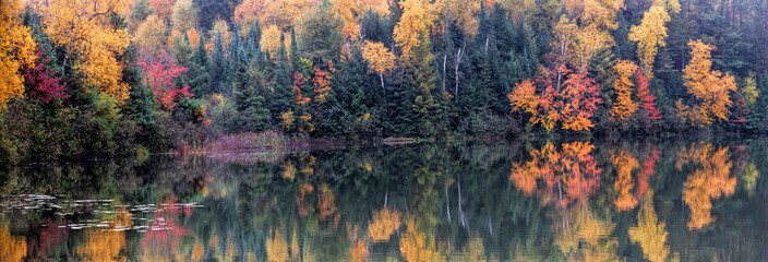 Panorama spectacular fall color scene alongside a lake with reflections in the water. Brilliant orange, red, yellow and green colors adorn this lake in Northern Wisconsin.