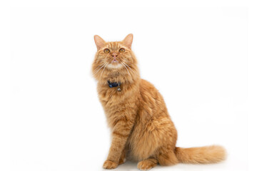 The ginger cat wears a collar and has a bell hanging sitting on a white tiled floor and look up with blur white background for texture and copy space
