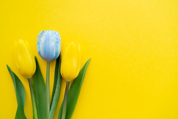 Top view of blue and yellow tulips on background with copy space.