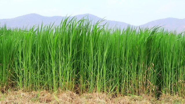 Napier Grass (pennisetum purpurerum) Fodder Grass Cultivation