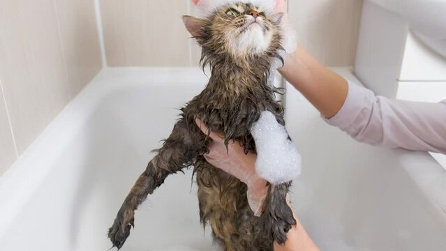 The girl holds a fluffy cat in her hands in the bathroom. Grooming procedure.
