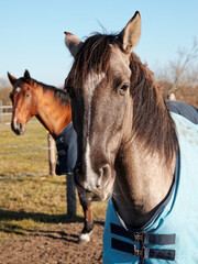 Two horses in blankets rugs on a paddock outdoor. Sunny day.