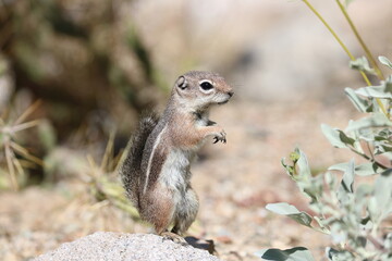 Naklejka na ściany i meble Harris's Antelope Squirrel in Tucson Arizona