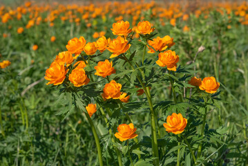 trollius flowers orange meadow summer