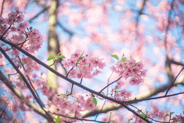 河津桜