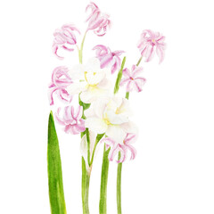 Watercolor illustration with hyacinths and daffodils on white background