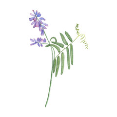 Watercolor illustration with wildflower on white background