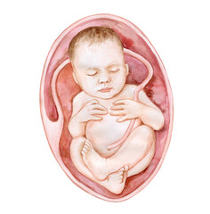newborn baby in mother's womb, Child development  Fetus watercolor clipart  placenta  New family. Motherhood  illustration