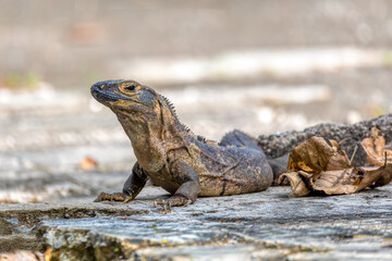 Head portrait of very impressive lizard black spiny-tailed iguana (Ctenosaura similis) in National Park Carara, Costa Rica wildlife.