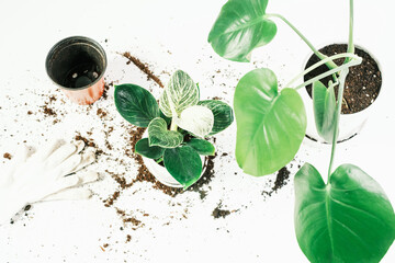 Transplanting philodendron and monstera plant into new pot on white background close up.