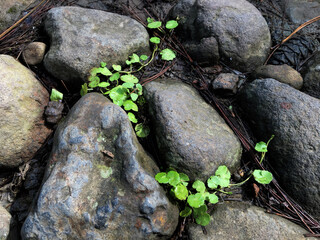 stones in the garden