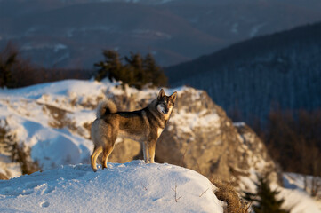 Wild dog or wolf on a rock during winter in the wild.