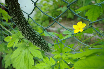 フェンスで実るゴーヤと黄色い花