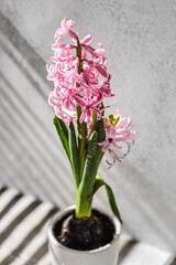 pink hyacinth in a white vase