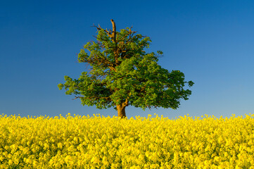 Lonely, green and deciduous tree in a yellow flowering rapeseed field located on the horizon. Beautiful clear and blue sky without clouds. HDR photo with polarizing filter.
