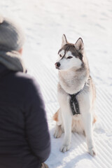 siberian husky dog sitting looking at owner in snow in winter