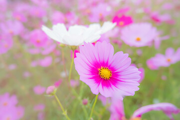 Pink and white Cosmos flowers in the garden on white background. Beautiful vintage color tone flower background concept.