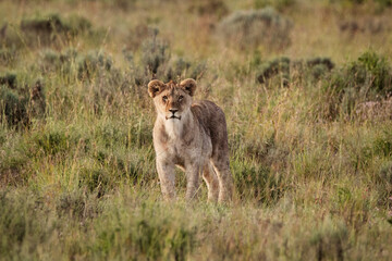 lioness in the savannah