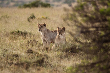 lion cub in the savannah