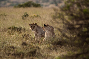 lion cub in the savannah