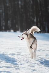siberian husky dog running in the snow in winter