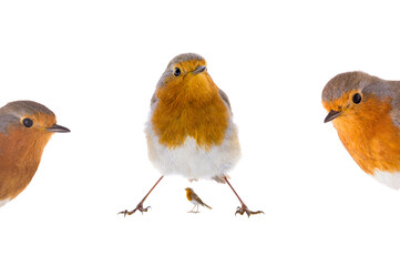 European robins (Erithacus rubecula) isolated