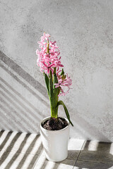 Fototapeta na wymiar pink hyacinth in a white vase