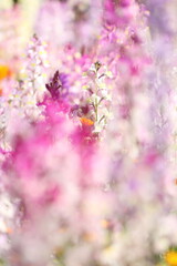 pink flowers background