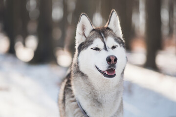 siberian husky dog portrait in the snow