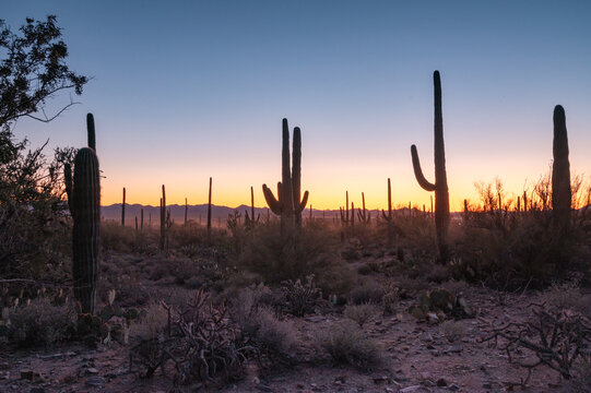 Silhouette of Saguaros at sunset in Arizona desert © mdurson