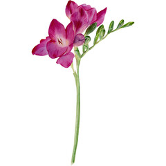 Watercolor illustration with pink freesia on white background