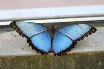 Beautiful Blue Morpho Butterfly Portrait