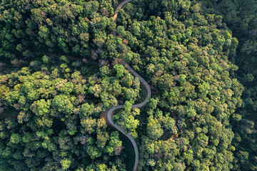 high angle tropical forest and road into the forest