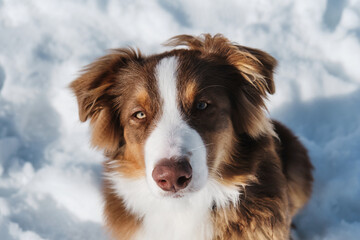 Beautiful fluffy purebred dog. Portrait of cute teenage Australian Shepherd puppy red tricolor with chocolate nose and intelligent eyes. Aussie sits in snow and looks up.