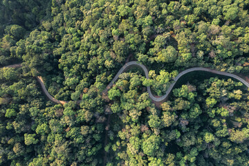 high angle tropical forest and road into the forest