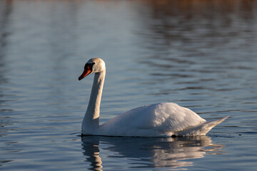 graceful white swan swimming on a lake with dark green water. The white swan is reflected in the water. The mute swan, Cygnus olor