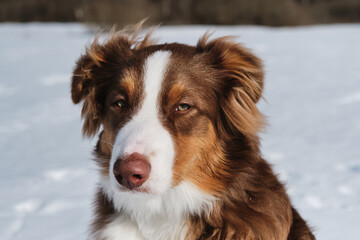 Young Aussie sitting on snow in winter frosty sunny day. Beautiful fluffy purebred dog. Portrait of cute teenage Australian Shepherd puppy red tricolor with chocolate nose and intelligent eyes.