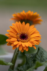 Closeup of a brown hearted and orange blossoming Gerbera plants ready for harvesting in the large heated glasshouse of a specialized Dutch flower nursery. Gerbera with water drops. 
