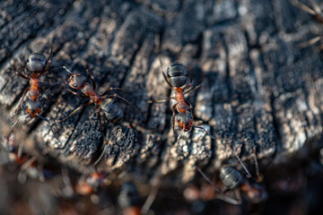 ants awaikening in spring on tree stump near anthill