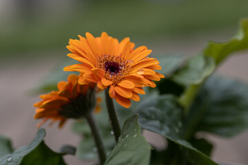 Closeup of a brown hearted and orange blossoming Gerbera plants ready for harvesting in the large heated glasshouse of a specialized Dutch flower nursery. Gerbera with water drops. 