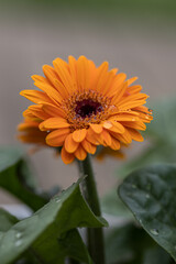 Closeup of a brown hearted and orange blossoming Gerbera plants ready for harvesting in the large heated glasshouse of a specialized Dutch flower nursery. Gerbera with water drops. 