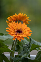 Closeup of a brown hearted and orange blossoming Gerbera plants ready for harvesting in the large heated glasshouse of a specialized Dutch flower nursery. Gerbera with water drops. 