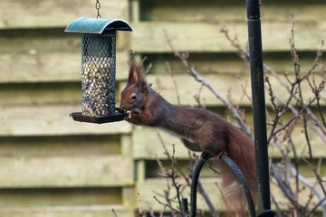 Eurasian red squirrel stretching to reach bird feeder with peanuts and sunflower seeds 
