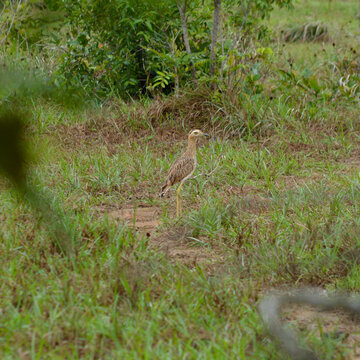 Double-striped Thick-knee (Burhinus bistriatus) in natural habitat