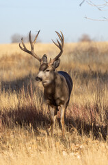 Buck Mule Deer During the Rut in Colorado in Fall