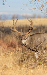 Buck Mule Deer During the Rut in Colorado in Fall