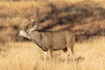 Buck Mule Deer During the Rut in Colorado in Fall