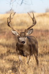Buck Mule Deer During the Rut in Colorado in Fall