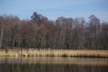 Wczesnowiosenny widok na staw Śmieszek w Żorach w Polsce. Nieożywiona jeszcze natura woku wody.