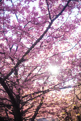 河津桜と光